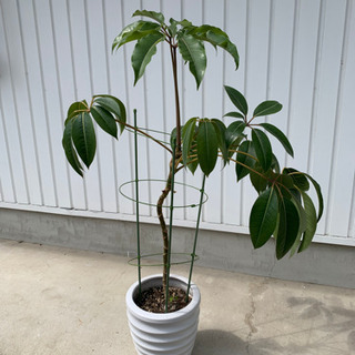 観葉植物セットの画像