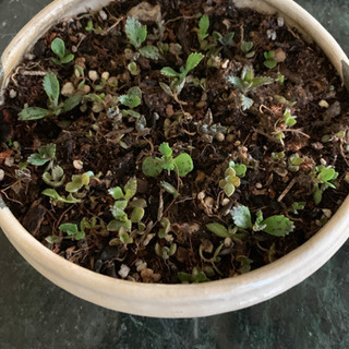 多肉植物です