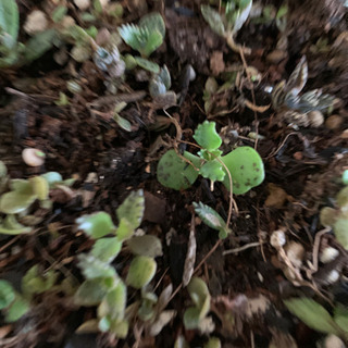 多肉植物ですの画像