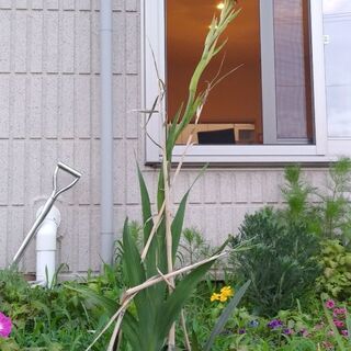 🎋　篠竹…必要な方に差し上げてますの画像