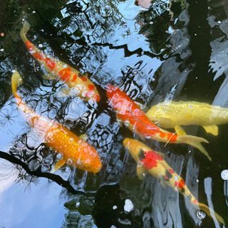 安芸高田市池鯉クラブメンバー募集