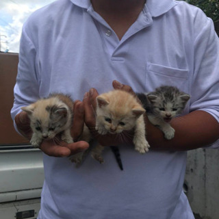 仔猫を保護しました（代理投稿）