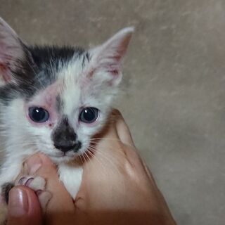個性的な柄の仔猫ちゃん♥️