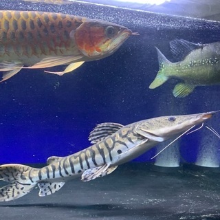 最終値下げ！タイガーシャベルノーズキャット　熱帯魚　大型ナマズ