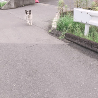 千葉市緑区付近で迷子犬