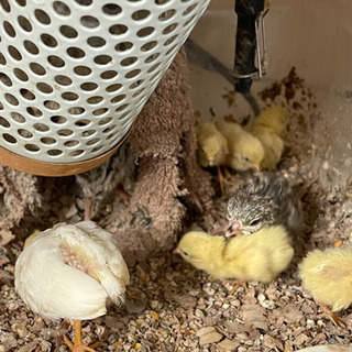 別府市中須賀元町にあるペットショップBird28です！　コリンウズラ始め、各種ひよこいます！ - ペット