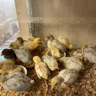別府市中須賀元町にあるペットショップBird28です！　コリンウズラ始め、各種ひよこいます！ - 別府市