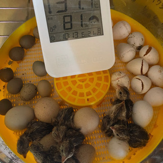 別府市中須賀元町にあるペットショップBird28です！　コリンウズラ始め、各種ひよこいます！ − 大分県