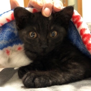 【一旦 受付休止中】黒猫♂＆ブラックタビー♂兄弟【推定 生後1ヶ...