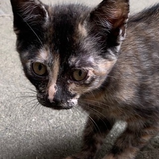 約3ヶ月の猫ちゃんです