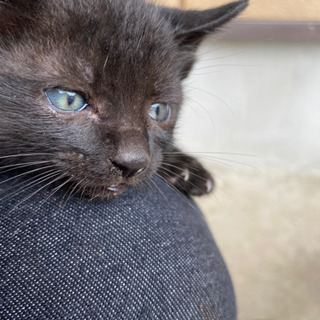 子猫4匹の里親募集‼️たくさんの問い合わせありがとうございました！