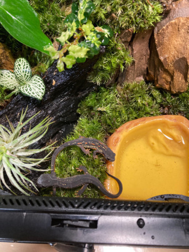☆杜のメダカ☆★イモリ・カエル飼育にオススメ！！コケリウム・パルダリウム完成品★