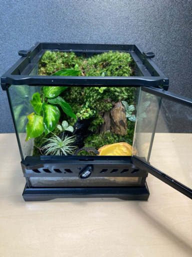 ☆杜のメダカ☆★イモリ・カエル飼育にオススメ！！コケリウム・パルダリウム完成品★
