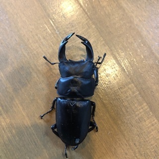 クリスマス特価　オオクワガタペアセット