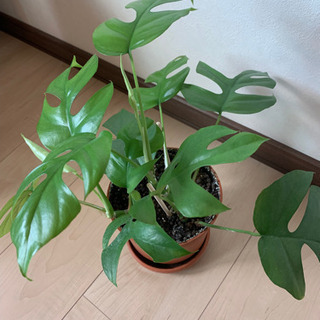 癒しモンステラ🌿