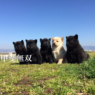 日本一の甲斐犬産まれています✨