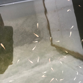 紅帝メダカ(稚魚)