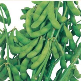 空いた土地・耕作放棄地・農地を畑にして野菜を育てます