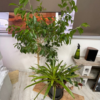 【引き渡し者決定しました】代々木にて鉢植え観葉植物差し上げます。