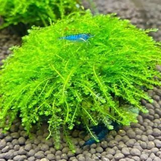 珍ウォーピングモス！の画像