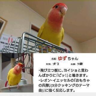 黄色いコザクラインコを捜しています