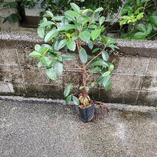 ガジュマル
