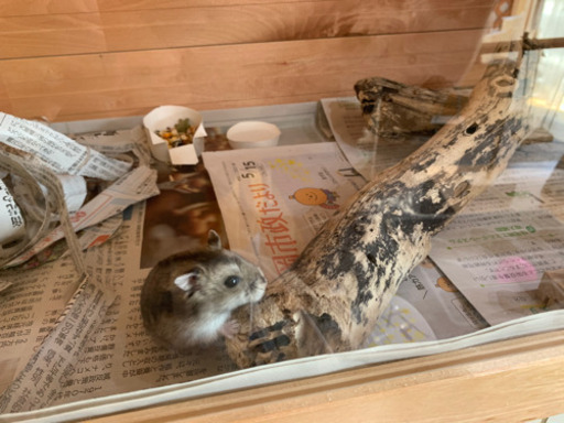 動物　小動物　古屋　犬猫　物置古屋