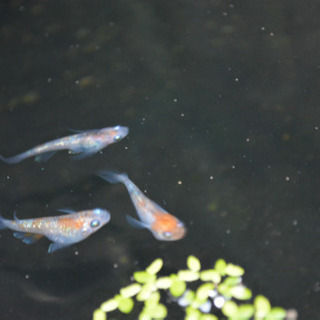 高級メダカの針子 30匹の画像