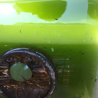 高級メダカの針子 30匹の画像