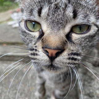 野良猫　約5ヶ月　里親募集
