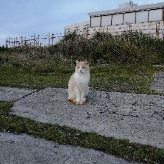 横須賀住みの友達募集　猫探したり