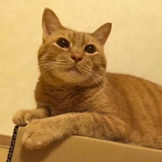 １３歳　茶トラ　里親募集