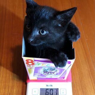 黒猫子猫２匹　生後60日くらい　里親募集