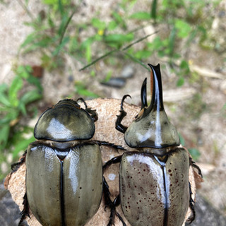 グラントシロカブト　※小サイズ　ペアの画像