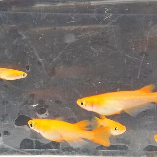 楊貴妃 メダカの画像