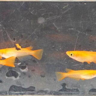 楊貴妃 メダカの画像