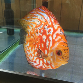 この子の旦那さんになってください。若魚　メス産卵経験豊富。