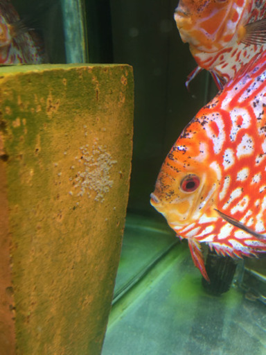この子の旦那さんになってください。若魚　メス産卵経験豊富。