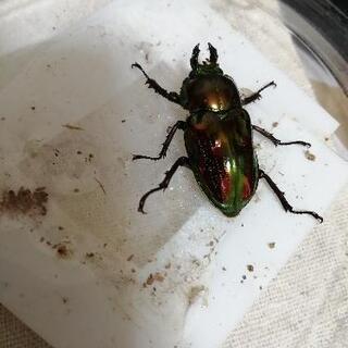 新成虫　ニジイロクワガタ　メス♀　