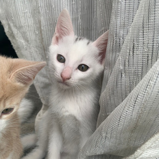 子猫　里親募集