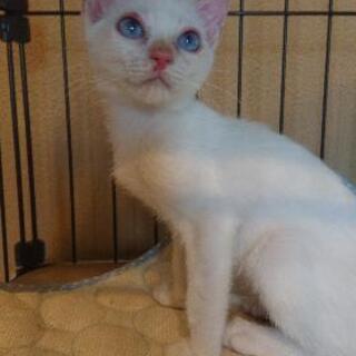 白猫の里親募集