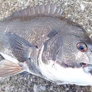 釣りしませんか？