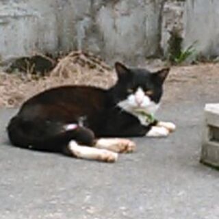迷子猫の飼い主さんを探しています