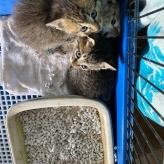 3匹の里親様決定しました/ありがとうございました。1ヶ月半ぐらいの子猫