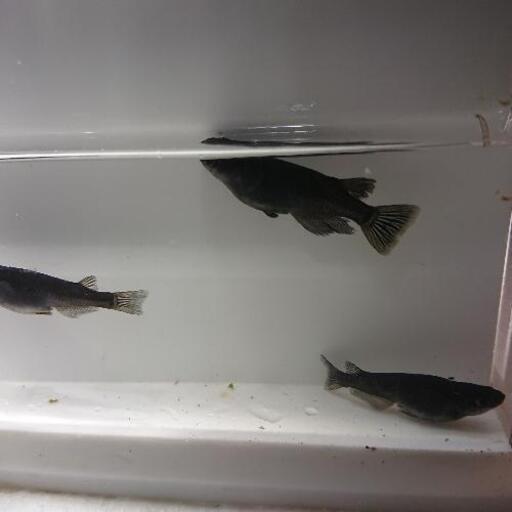 メダカオロチ