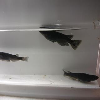 メダカオロチ