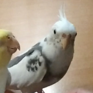 オカメインコを探しています。