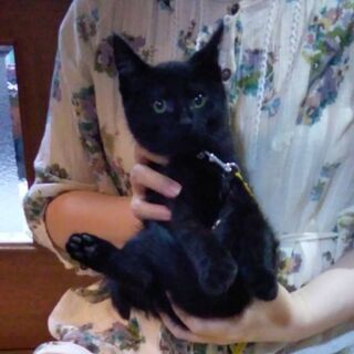 黒オス　譲渡完了しました