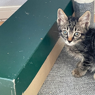 2ヶ月子猫