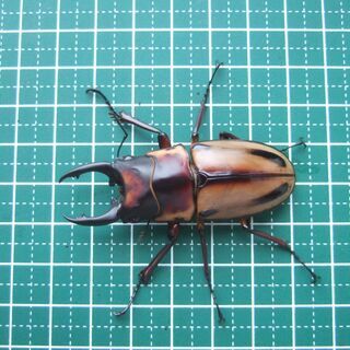 ファブリースノコギリクワガタ　タカクワイ　2♂1♀　その2の画像